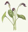 Arisarum vulgare_web.jpg (36010 bytes)